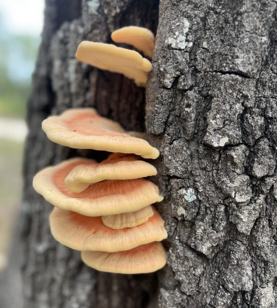 Iceberg Lettuce and Potatoes…Potato