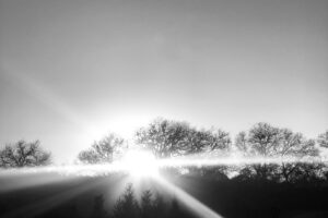 Lizard Coffee and the Universe