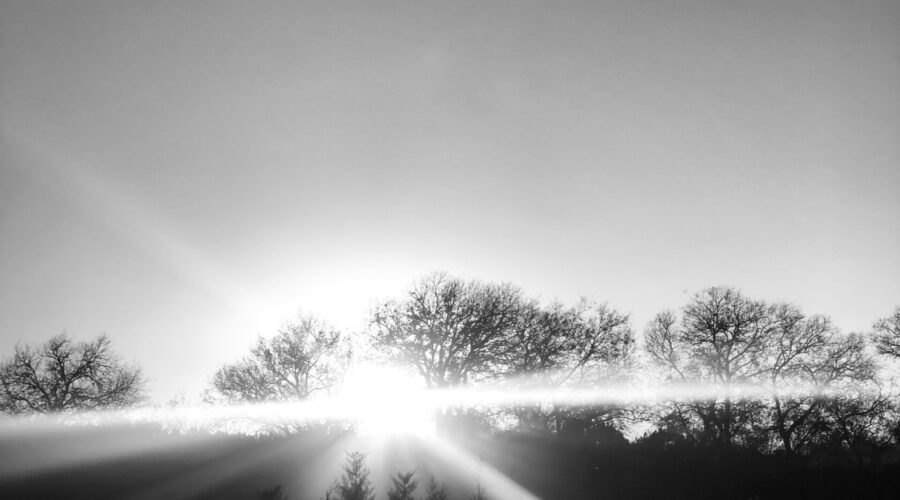 Lizard Coffee and the Universe