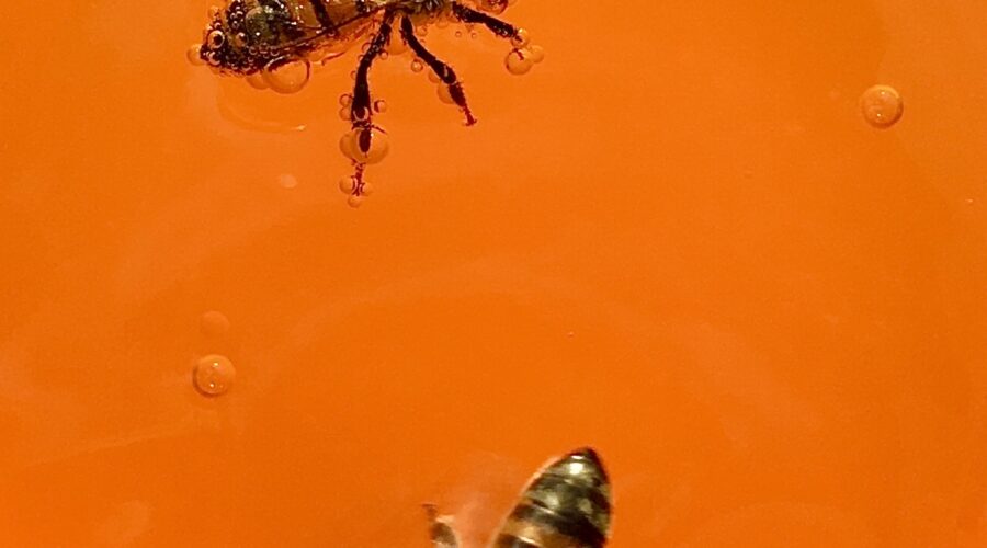 Pickle Shelf Determination