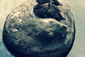 Where the Fuck Is Mom?