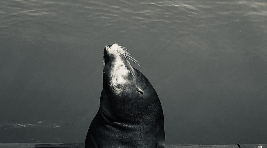 My My Shepherd’s Pie