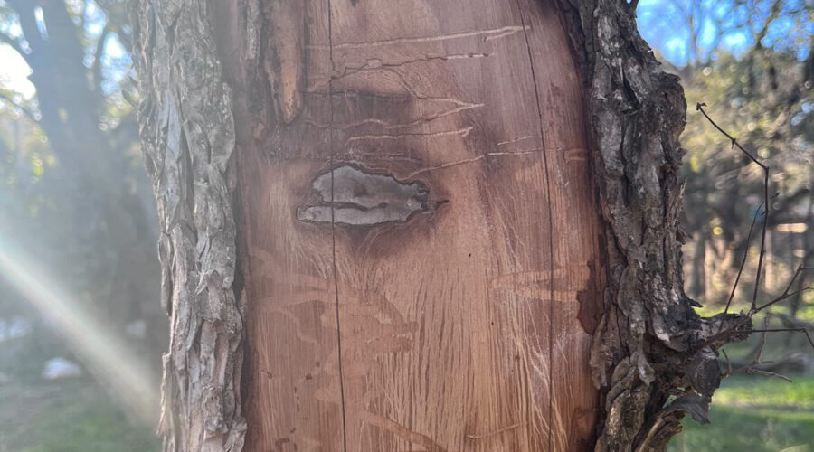 She Sounds Like a Winner