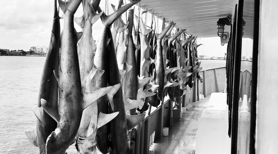 No Nail Havin’ Fly Killa