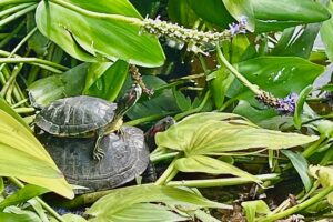 Happy Mother’s Day