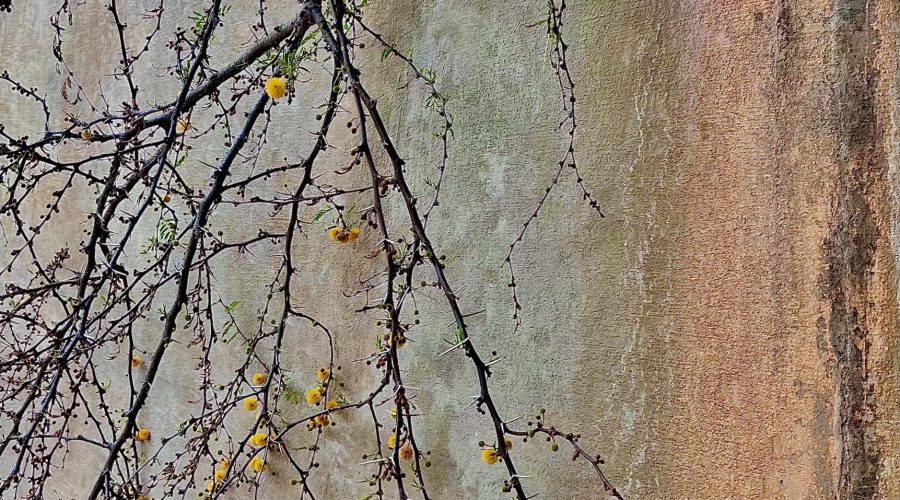 That Ain’t a Dog, That Ain’t Jesus