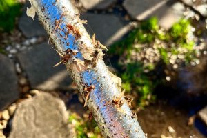 Dislodge