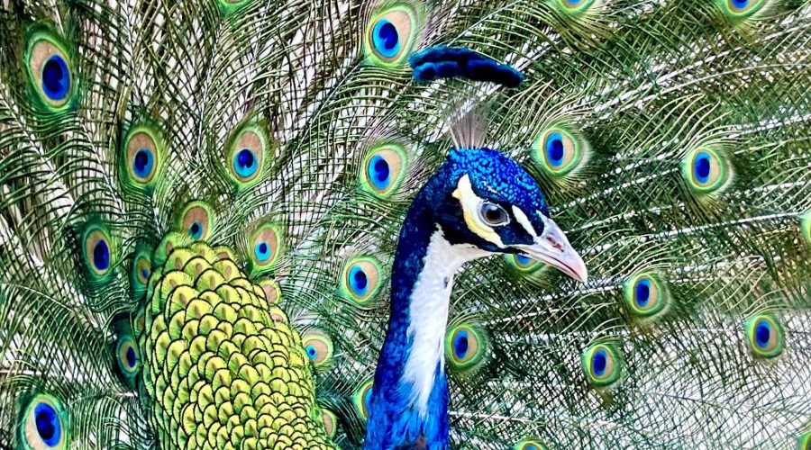 Write, Wrong, (Wr)exy